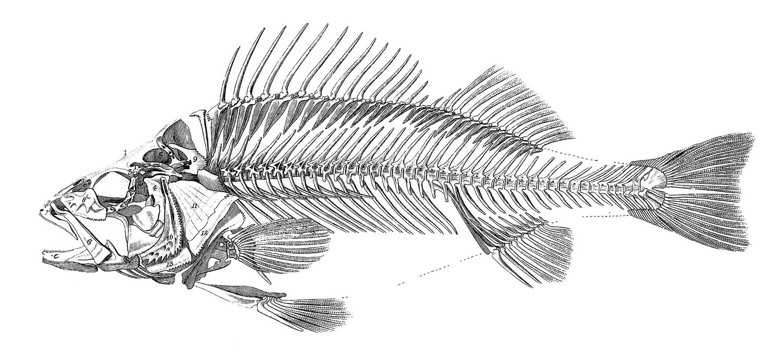 1600x734 Instant Art Printable Download - Fish Skeleton Drawing