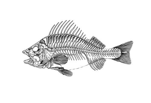 500x342 Stylized Fish Skeleton Black And White Ink Drawing Eugenia - Fish Skeleton Drawing