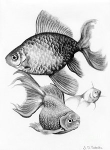219x300 Fish Tank Drawings Fine Art America - Fish Tank Drawing