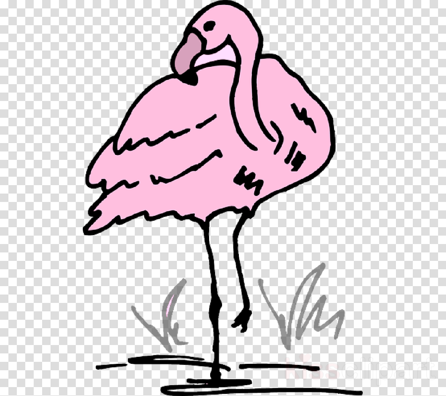 900x800 drawing, flamingo, cartoon, transparent png image clipart free - Flamingo Cartoon Drawing