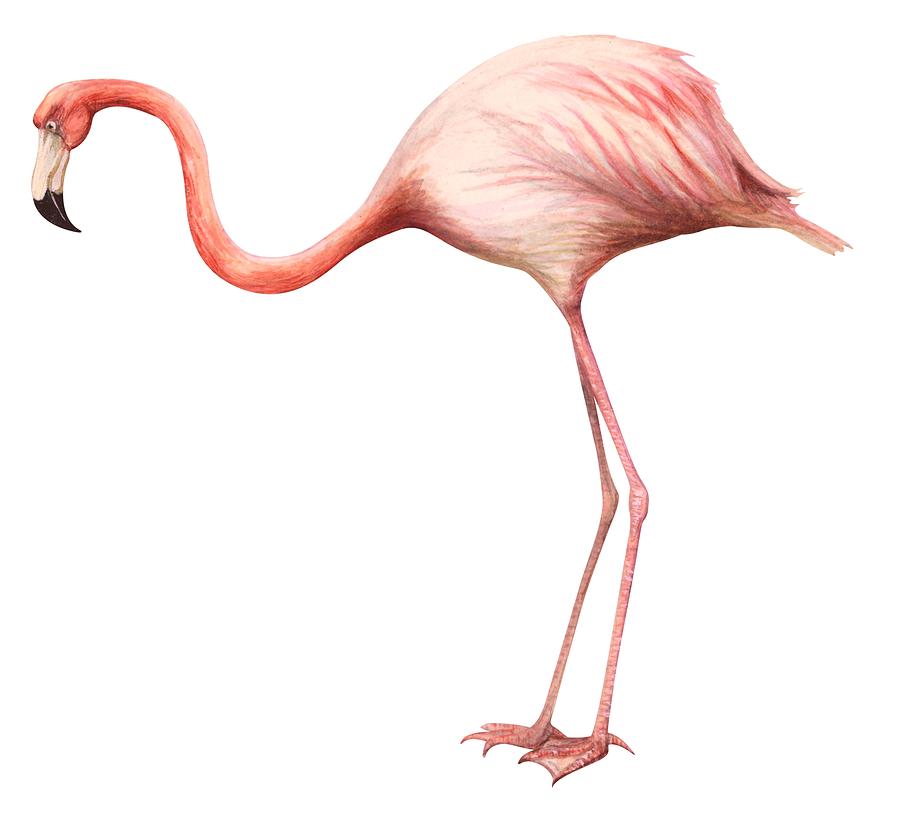 900x814 Flamingo Drawing - Flamingo Drawing