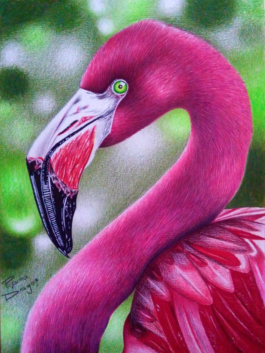 902x1200 Flamingo Drawing - Flamingo Drawing