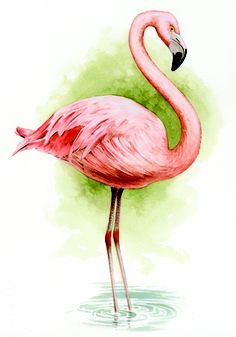 236x337 Flamingo Outline How To Draw A Greater Flamingo Step - Flamingo Drawing