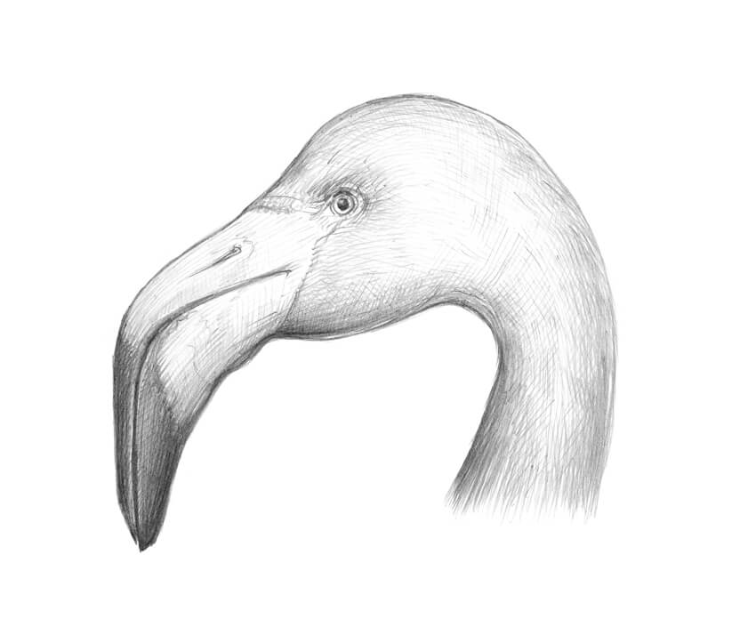 850x714 How To Draw A Flamingo - Flamingo Drawing
