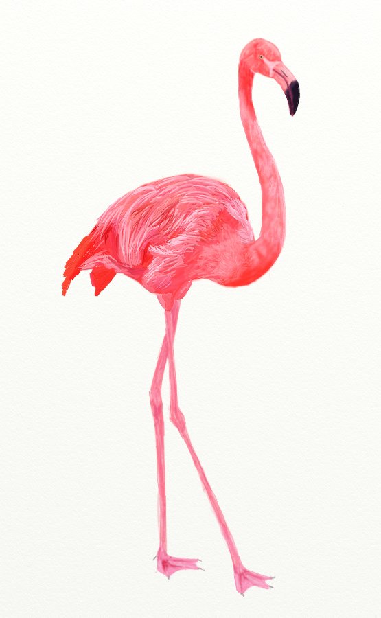555x900 How To Draw A Pink Flamingo - Flamingo Drawing