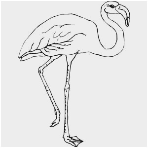 300x300 Flamingo Coloring Pages Amazing Flamingo Drawing Outline - Flamingo Drawing Outline