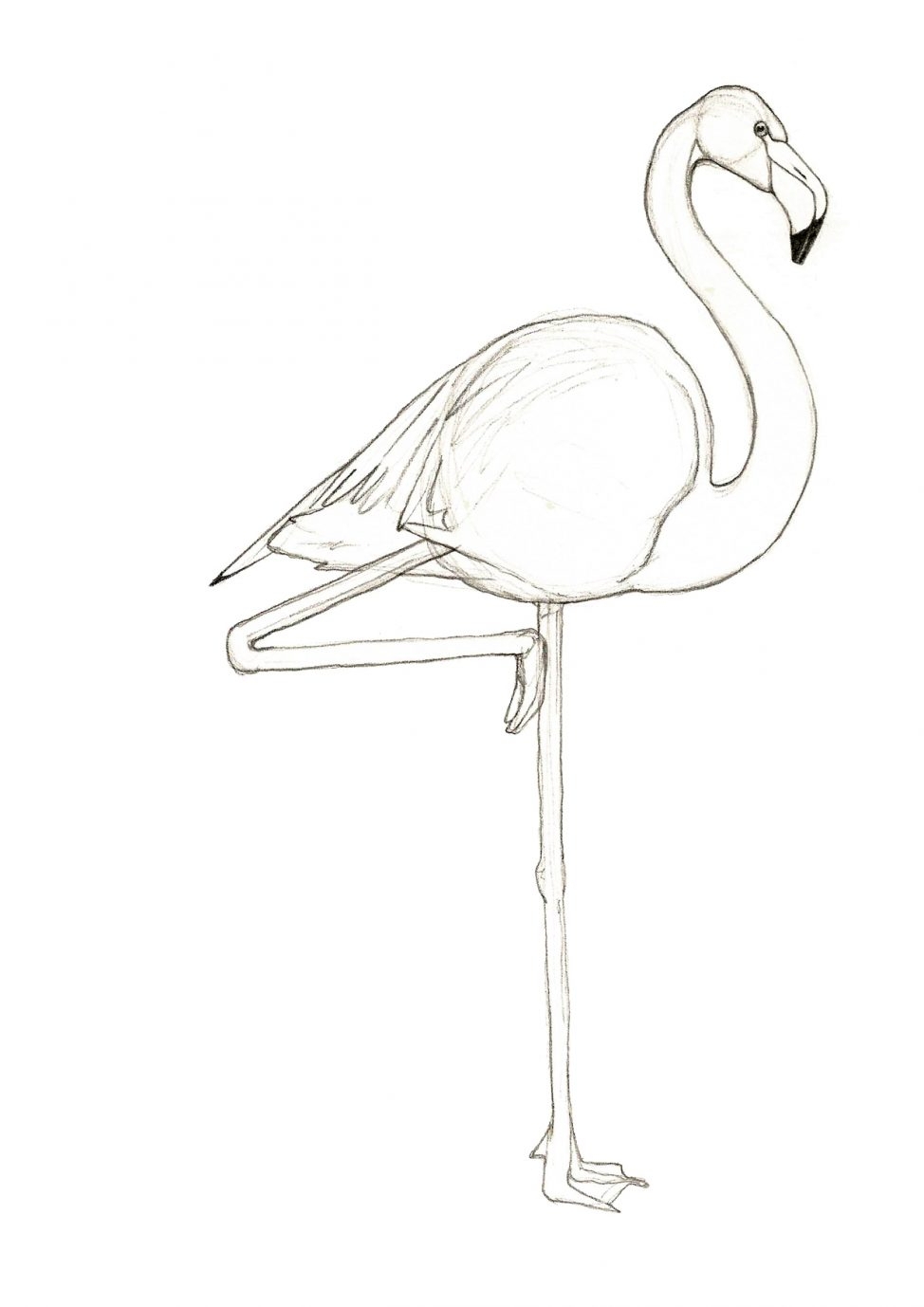 974x1378 Flamingo Drawing Free Download - Flamingo Drawing Outline