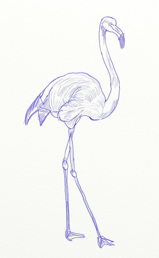 555x900 How To Draw A Pink Flamingo - Flamingo Drawing Outline