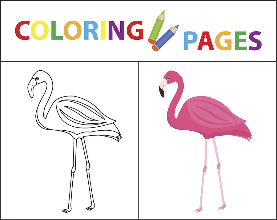 900x714 Coloring Book Page Flamingo Sketch Outline And Color Version - Flamingo Drawing Outline