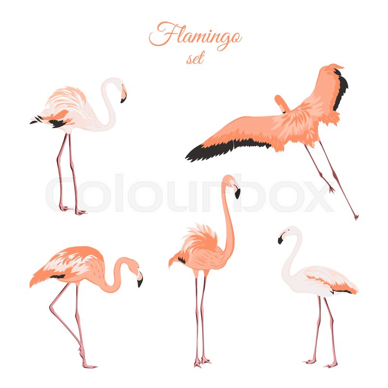 800x800 Set Of Isolated Pink Flamingos On Stock Vector Colourbox - Flamingo Drawing Outline