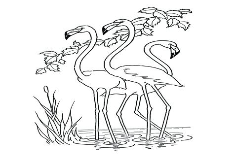 476x333 flamingo coloring printable template pages for kids trend medium - Flamingo Drawing Template