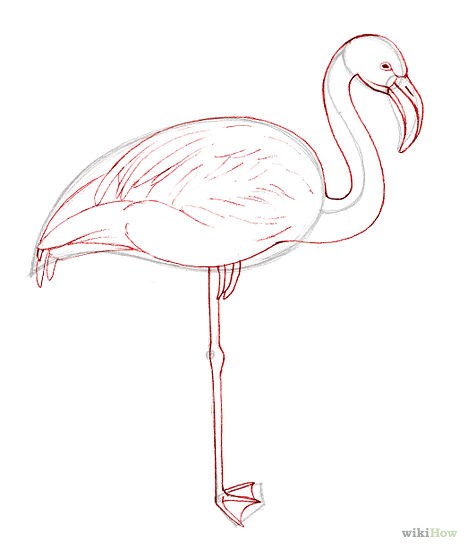 467x549 Flamingo Drawing Template - Flamingo Drawing Template
