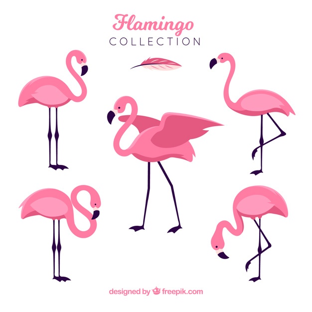 626x626 Flamingo Vectors, Photos And Free Download - Flamingo Drawing Template