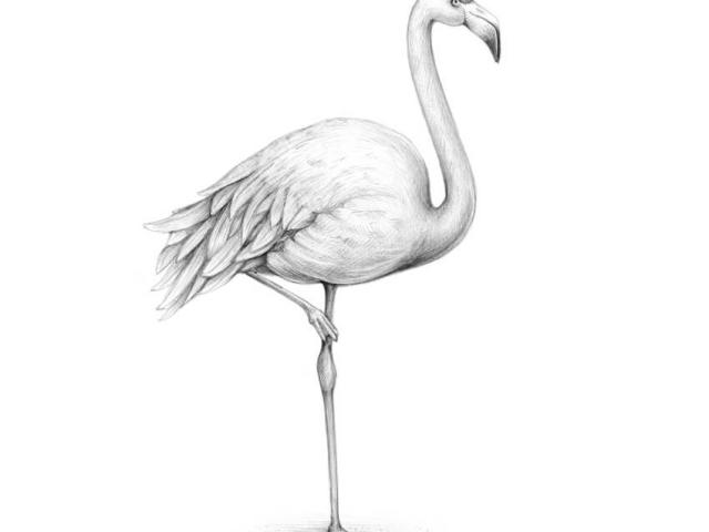 640x480 Drawn Flamingo Line Drawing - Flamingo Line Drawing