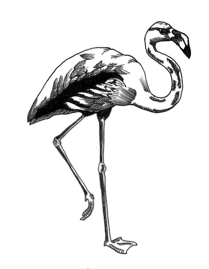 700x900 Hand Drawn Line Drawing Of Flamingo Bird Photograph - Flamingo Line Drawing