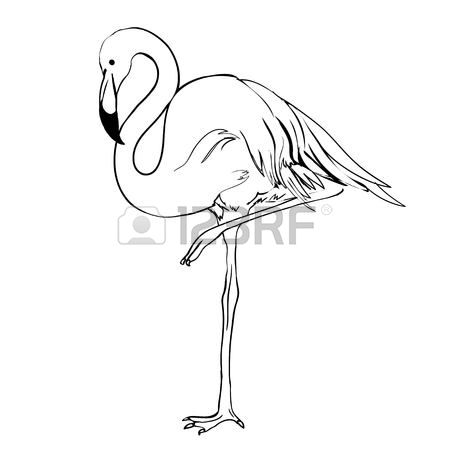 450x450 Drawn Flamingo Line Drawing - Flamingo Line Drawing