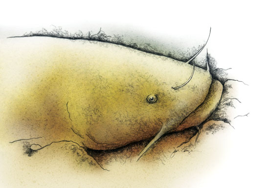 550x386 Finding And Catching Reservoir Catfish - Flathead Catfish Drawing