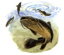 210x182 Flathead Catfish Drawings - Flathead Catfish Drawing