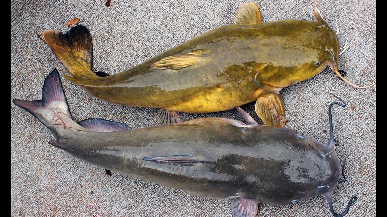 1280x720 How To Catch Catfish - Flathead Catfish Drawing