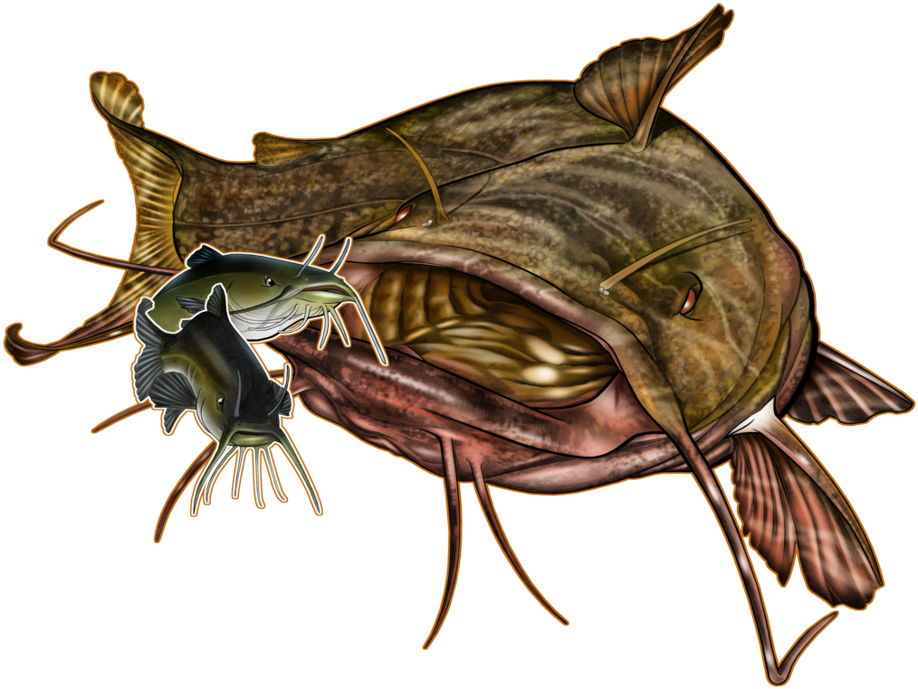 Flathead Catfish Drawing at Explore collection of