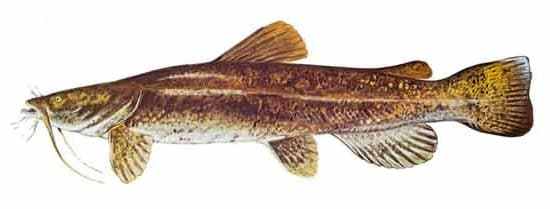 550x209 Night Fishing Facts And Fiction - Flathead Catfish Drawing