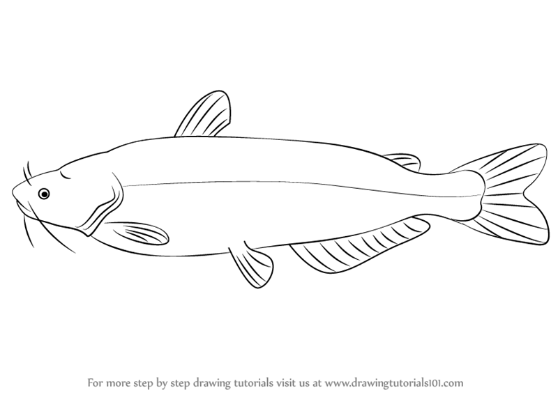 800x567 Catfish Drawing Group With Items - Flathead Catfish Drawing