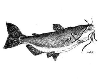 340x270 Catfish Drawing Etsy - Flathead Catfish Drawing