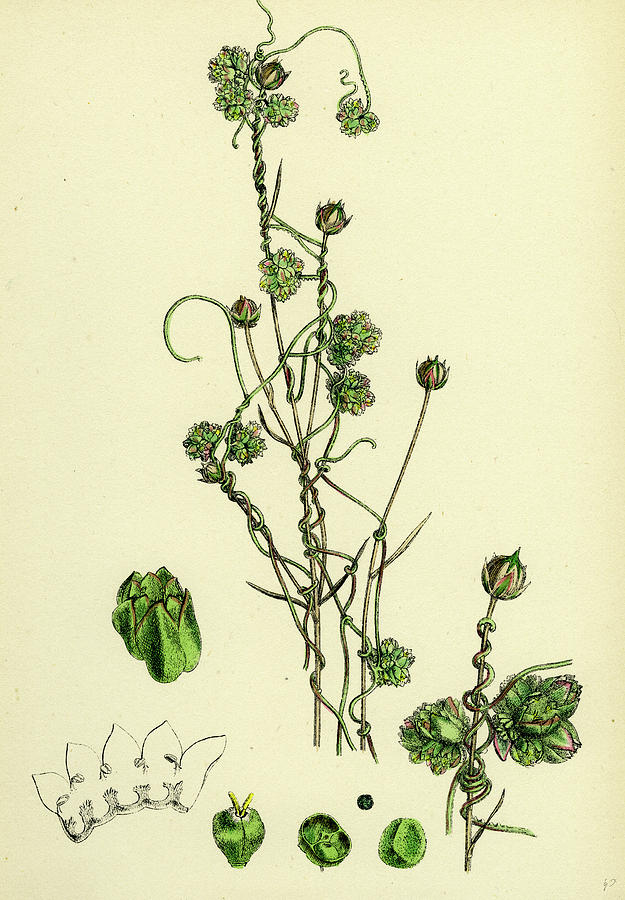 625x900 Cuscuta Epilinum Flax Dodder Drawing - Flax Drawing