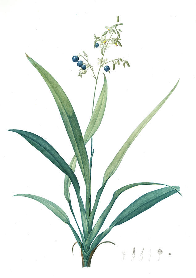 635x900 Dianella Ensifolia, Dianella Nemorosa Flax Lily Dianelle En - Flax Drawing