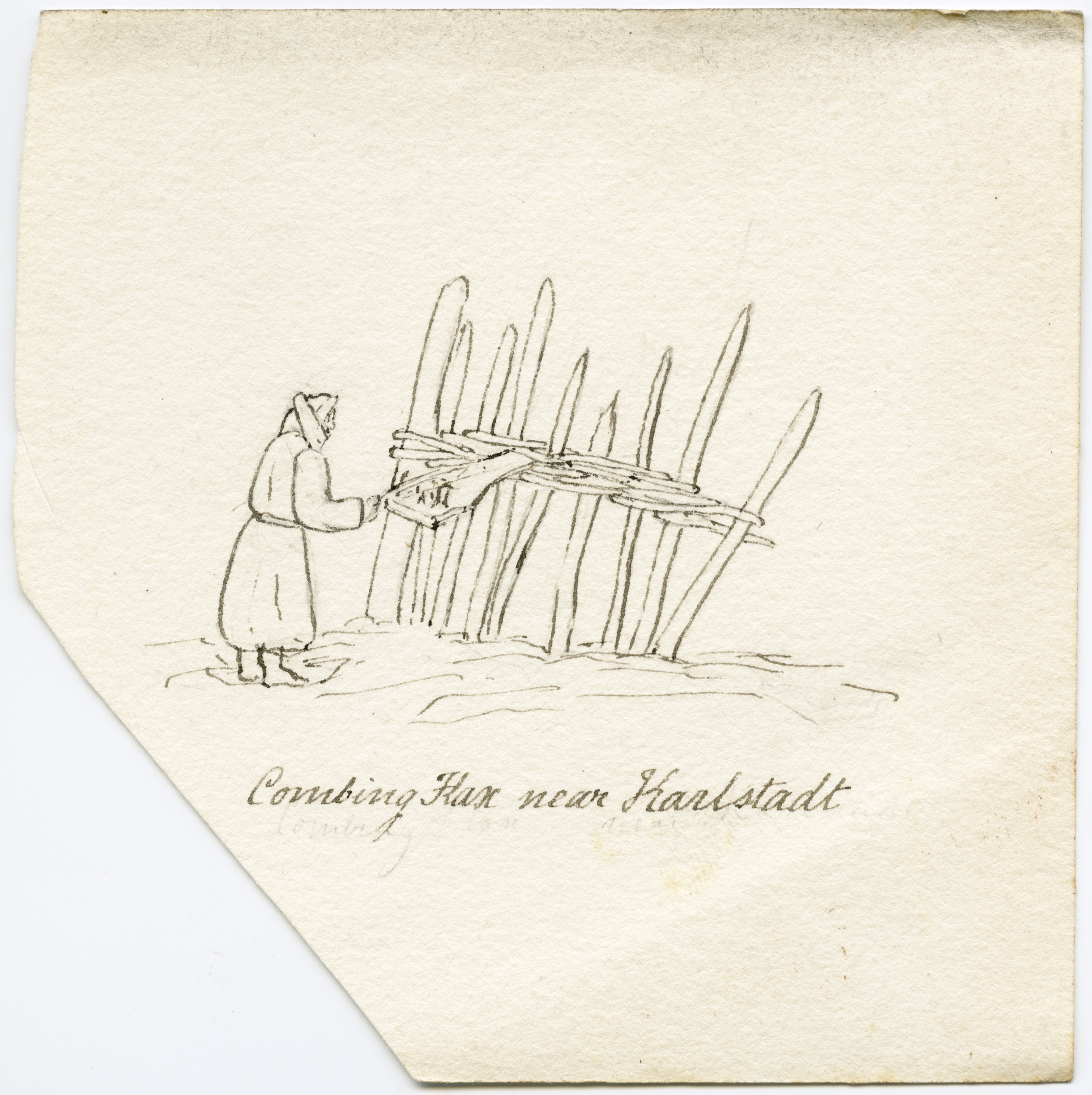 3589x3600 Drawing Of Flax Being Prepared Cabinet - Flax Drawing