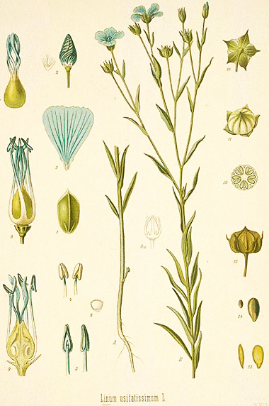 380x572 Drawn Shrub Flax - Flax Drawing