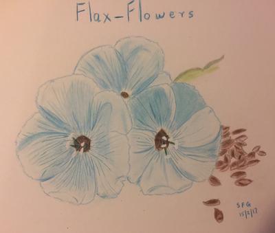 400x339 Flax Flowers - Flax Drawing