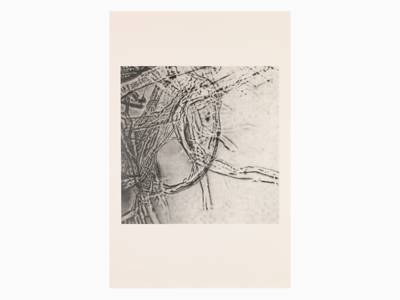 800x600 Flax Micrograph - Flax Drawing