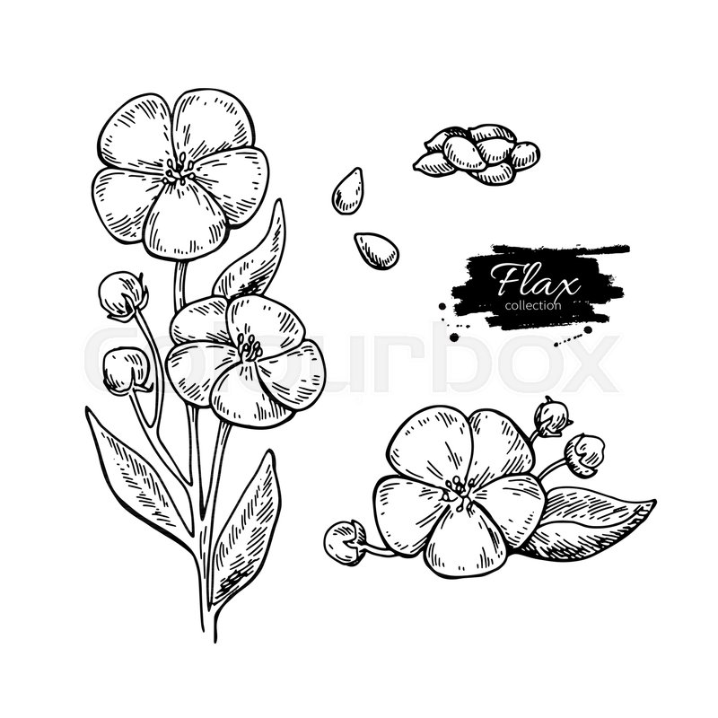 800x800 Flax Flower And Seed Vector Superfood Stock Vector Colourbox - Flax Drawing