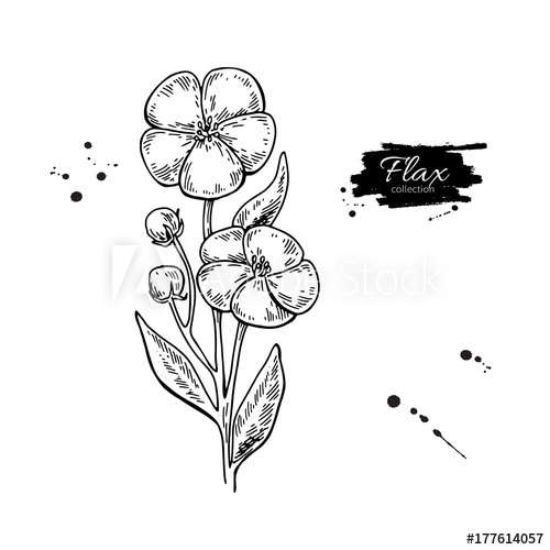 500x500 Flax Flower Vector Superfood Drawing Isolated Hand Drawn Illus - Flax Drawing