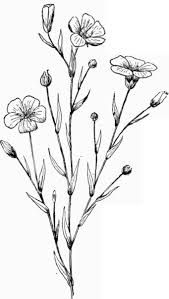169x299 Image Result For Flax Flower Drawing Doodles Drawings, Art - Flax Drawing