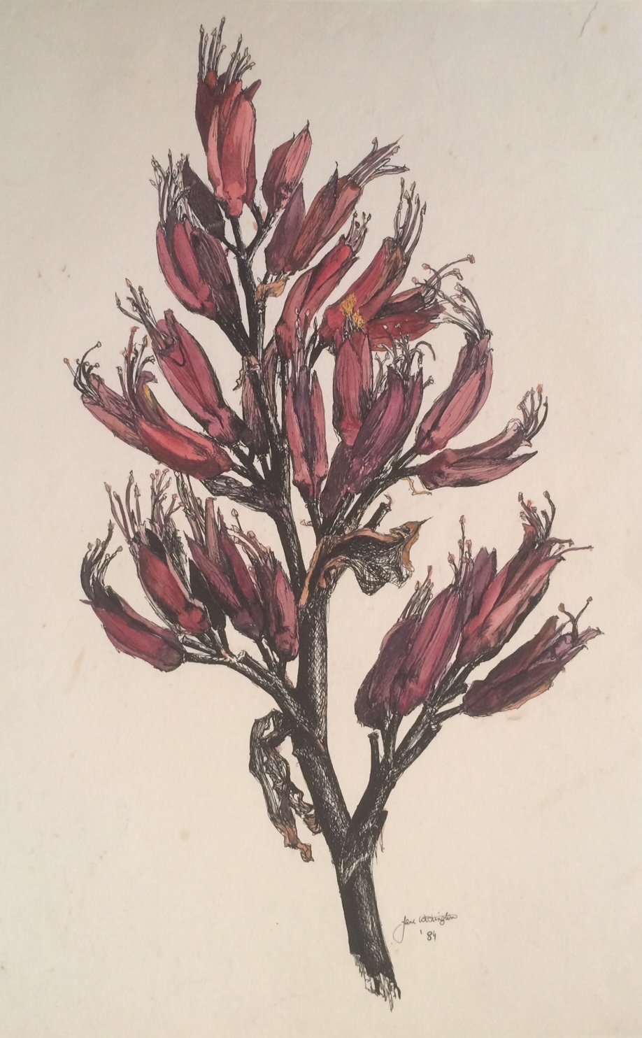 918x1484 jane blundell artist sketching in new zealand january - Flax Drawing