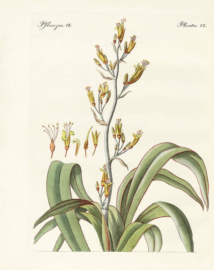 713x900 The New Zealand Flax Drawing - Flax Drawing