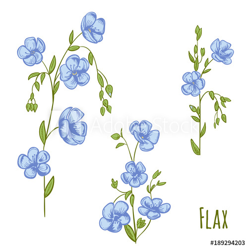 500x500 Big Set Of Flax - Flax Drawing