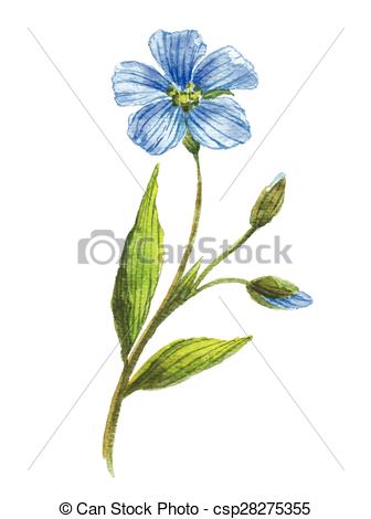 336x470 Blue Flower Of Flax Wild Flowers Watercolor Floral Illustration - Flax Drawing