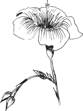 170x226 Botanical Drawing Of Flax Plant - Flax Drawing