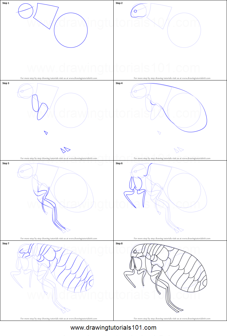 751x1111 how to draw a flea printable step - Flea Drawing