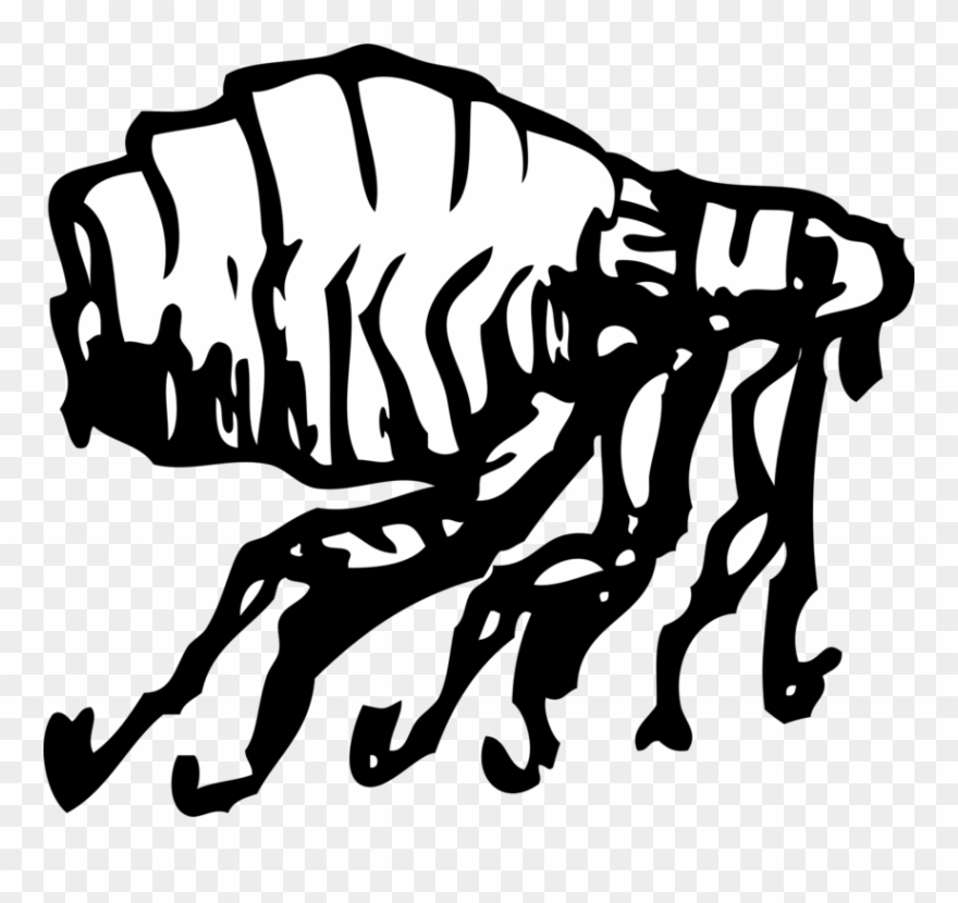 880x830 insect human flea download drawing - Flea Drawing