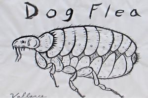 300x200 jeffrey vallance, listed contemporary california artist, dog flea - Flea Drawing