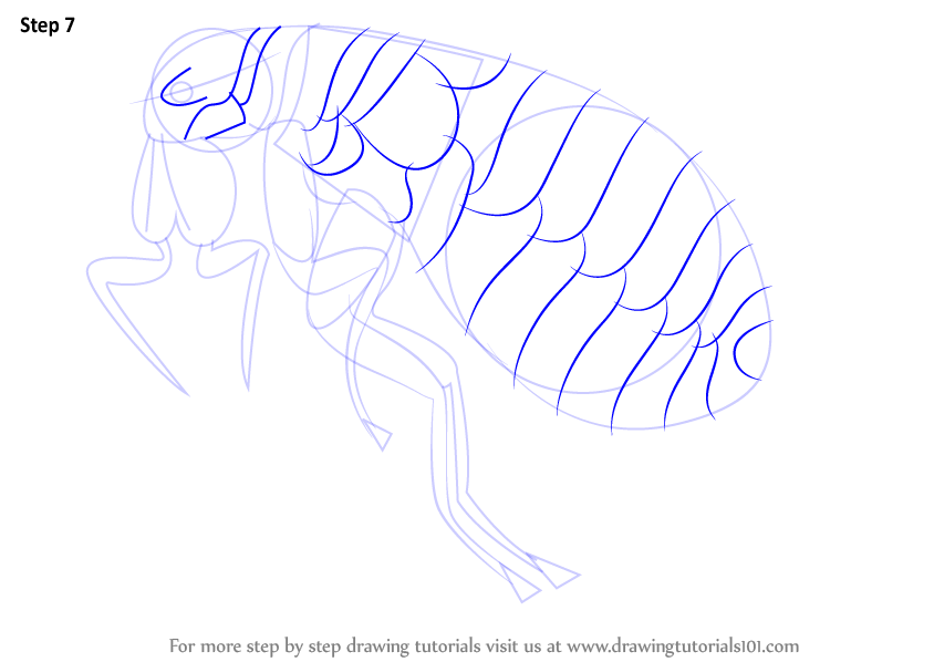 844x598 learn how to draw a flea - Flea Drawing