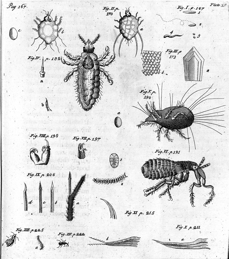 800x904 microscope drawings including a drawing of a flea wellcome - Flea Drawing