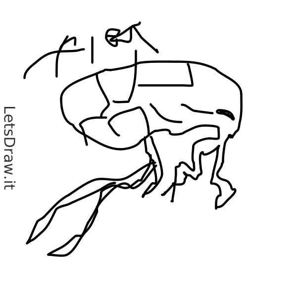 600x600 flea - Flea Drawing
