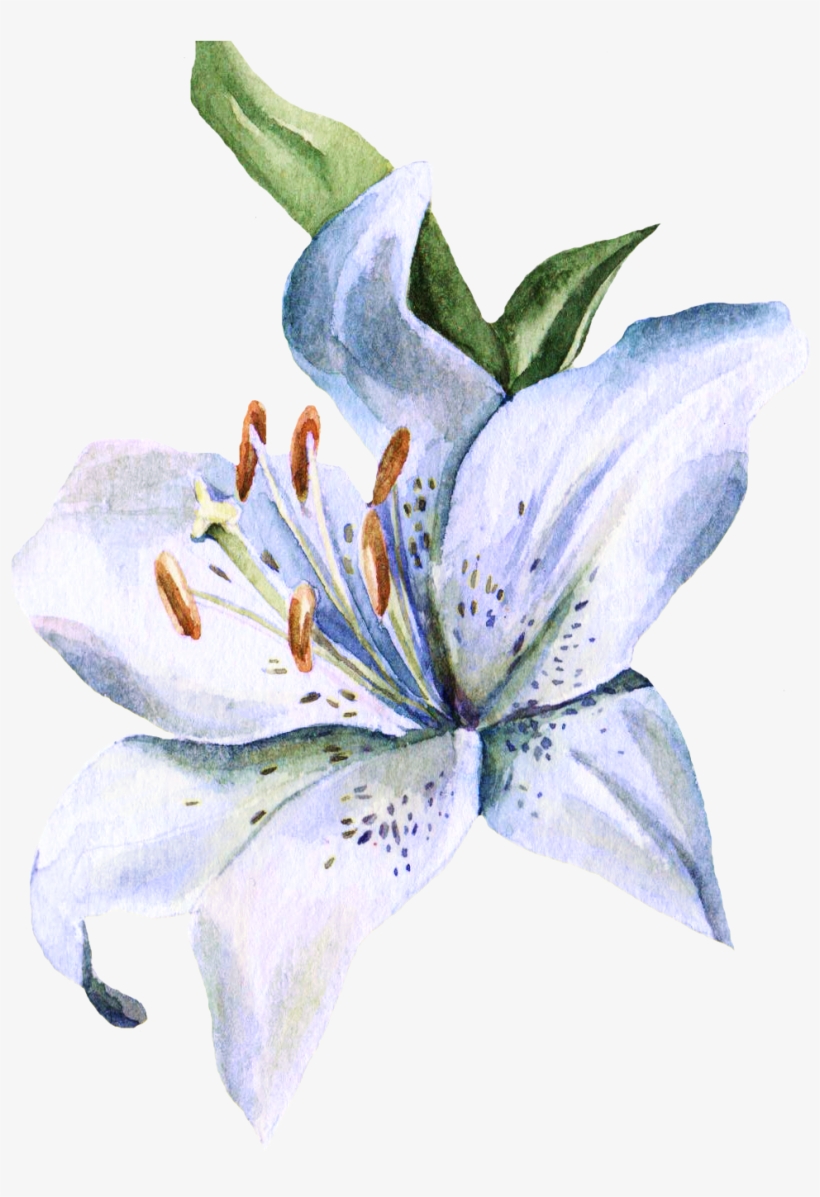 820x1197 Clipart Stock Amaryllis Drawing Watercolor - Fleur De Lys Drawing