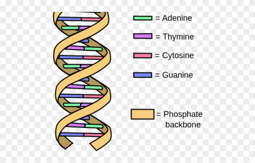 880x561 dna structure clipart drawing labeled - Flex Drawing