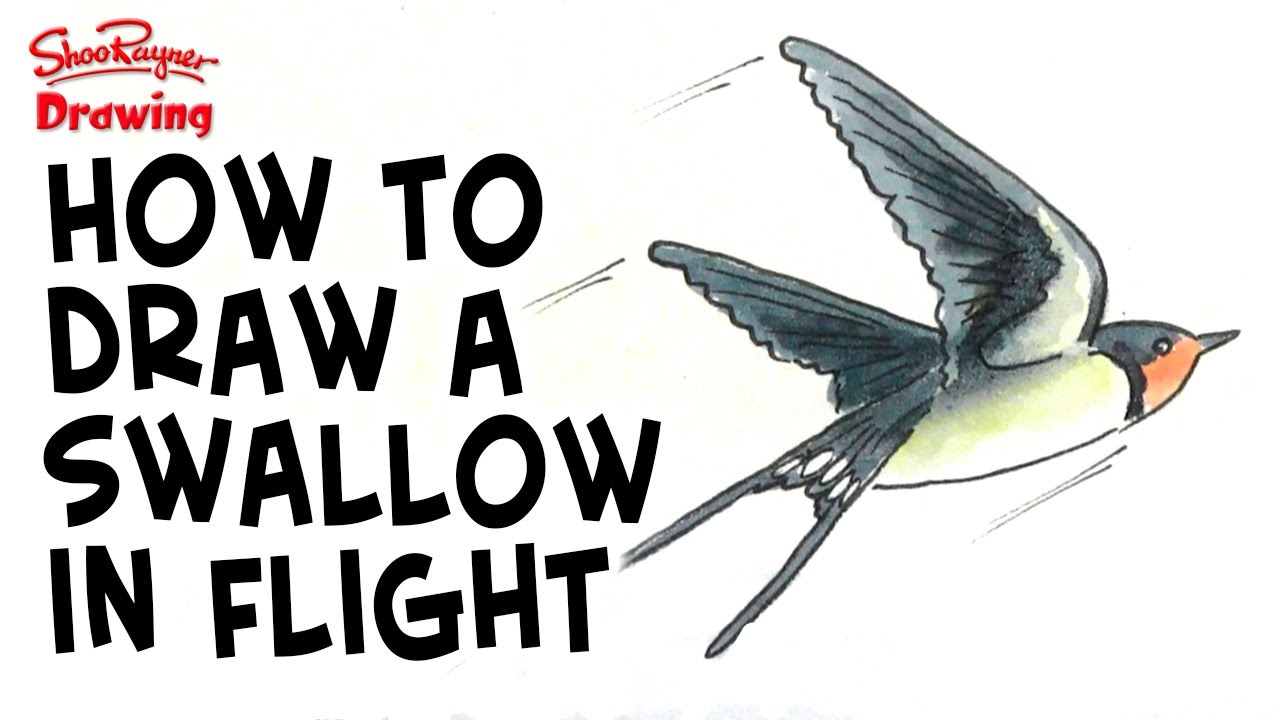 1280x720 How To Draw A Swallow In Flight - Flight Drawing